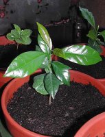 plant.9mos.JPG