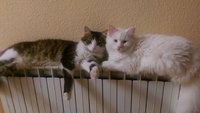IMAG0247.jpg