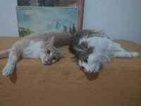IMG_20180425_001641.jpg