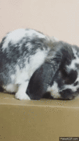 XJ1U7C.gif