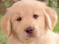 golden_retriver_puppy.jpg