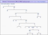 Haplogroups.JPG