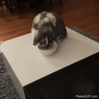 Loppy.gif