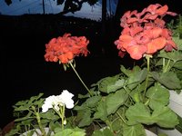 IMG_20180605_201807.jpg