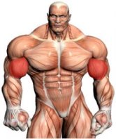 exercises-biceps.jpg