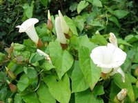 bindweed1-400x300.jpg