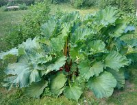 rhubarb-leaves.jpg