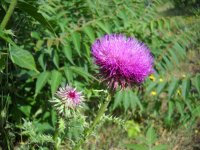 DSCN3370.jpg