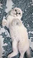 Cat.jpg