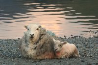 23_sheep_on_the_beach.jpg