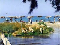 sheep_flock_perastikos_beach.jpg