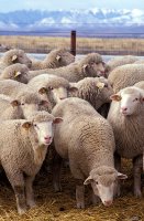 394px-flock_of_sheep.jpg