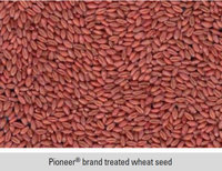 winter_wheat_seed_1.jpg