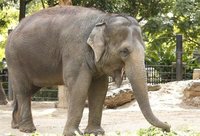 2143_Asian-Elephant-_Melbourne-Zoo-560x380.jpg