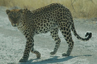 1200px-Namibie_Etosha_Leopard_01.jpg