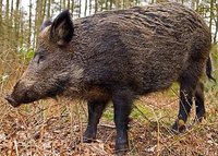 wild-boar-forest.jpg