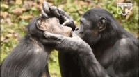 giphy (10).gif