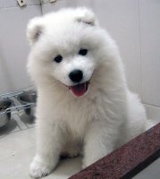 tintin_samoyed10.jpg