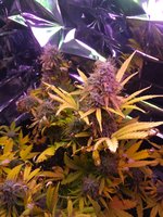 IMG_20200225_161045.jpg