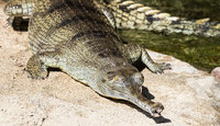 animal-hero-gharial.jpg
