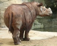 SumatranRhino3_CincinnatiZoo.jpg