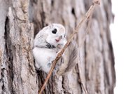 flyingsquirrel-760x506.jpg