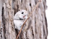 flyingsquirrel-760x506.jpg