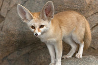 fennec_fox_0.jpg