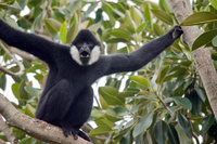 black-crested-gibbon-istock-674373906-resize_37.jpg