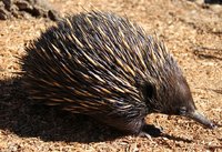 echidna.JPG