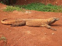 800px-Komodo_dragon_Varanus_komodoensis_Ragunan_Zoo_2.JPG