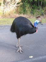 cassowary.jpg