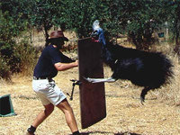 cassowary_bird_3.jpg