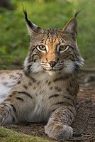 200px-Lynx_lynx_poing.jpg