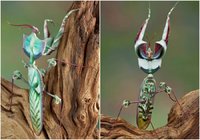 devils-flower-mantis-collage.jpg