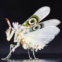 spiny-flower-mantis.jpg