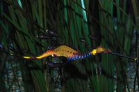 Phyllopteryxm-Weedy-Seadragon-.jpg