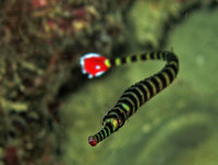 Toothless-pipefish-is-snake-like-and-has-a-long-thin-straight-body-and-tail.jpg