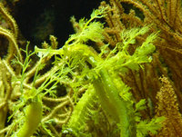 Seahorses-frilly-pipehorses-or-leafy-seadragons-in-Wilhelma-zoo-and-botanical-garden-Germany.jpg