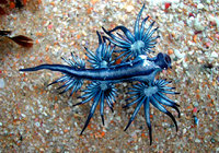 beautiful-unusual-sea-slugs-4-1__880.jpg