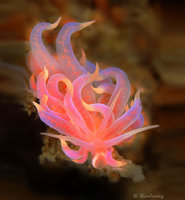 beautiful-unusual-sea-slugs-32__880.jpg