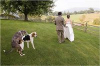 funny-weddings-03.jpg