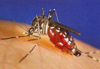 Mosquito_West_Nile_Virus.jpg