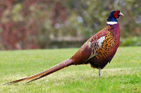 Pheasant.jpg