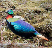 Himalayan_Monal_Adult_Male_East_Sikkim_Sikkim_India.png