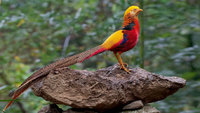 Bird-Golden-pheasant-Phasianidae-pheasants-The-golden-pheasant-or-Chinese-pheasant-family-Phas...jpg