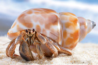 hermit-crab-Coenobita-clypeatus__87591__90189.1452696171.jpg