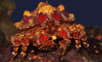 Puget Sound king crab.jpg