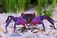 vampire crab.jpg