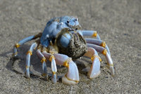 blue soldier crab.jpg